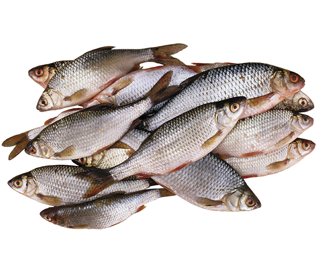 grupo de peces que representa el uso de enzimas 